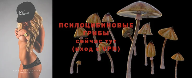 дарнет шоп  Апрелевка  Псилоцибиновые грибы Cubensis 